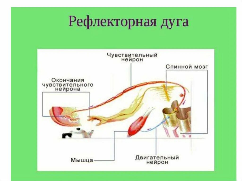 Двигательный путь рефлекторной дуги. Схема рефлекторной дуги защитного сгибательного рефлекса. Рефлекторная дуга биология 8 класс. Схема рефлекторной дуги при ожоге.