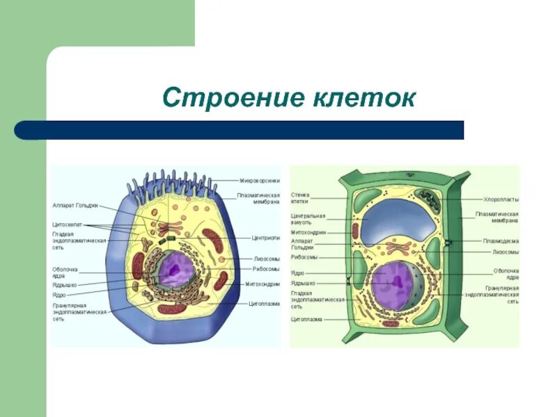 Растительная клетка название органоидов. Растительная клетка строение и функции органоидов. Органоиды растительной клетки 5 класс. Клеточная теория строение клетки клеточные органоиды. Органоиды клетки 5 класс биология.