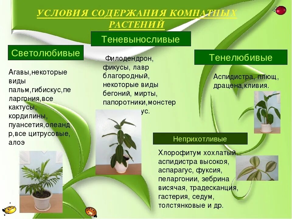 Распределите по группам характеристики светолюбивых тенелюбивых растений. Светолюбивые тенелюбивые теневыносливые. Растения светло любивы Тено выносливые. Условия содержания комнатных растений. Светолюбивые и Тене любивык растения.