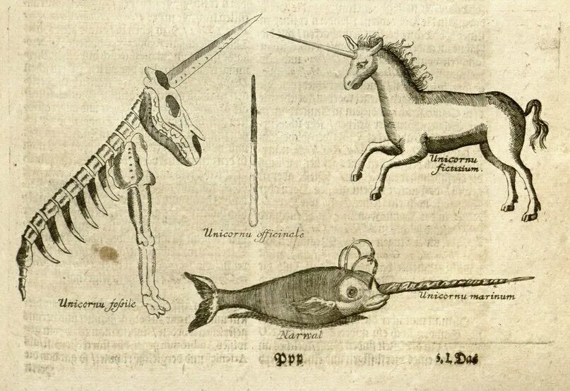 Скелет единорога в музее. Магдебургский Единорог. Скелет единорога 1663 год. Средневековый Единорог скелет. Зачем единорогам нужен рог