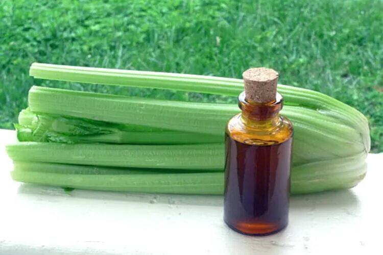 Органик селери. Экстракт сельдерея. Сельдерей в аптеке. Экстракт сельдерея. Экстракт сельдерея.