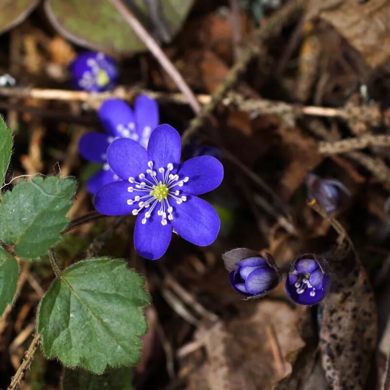 Печеночница Нобилис. Печеночница благородная (hepatica Nobilis). Печеночноца Благодатная. Печеночница благородная (перелеска).