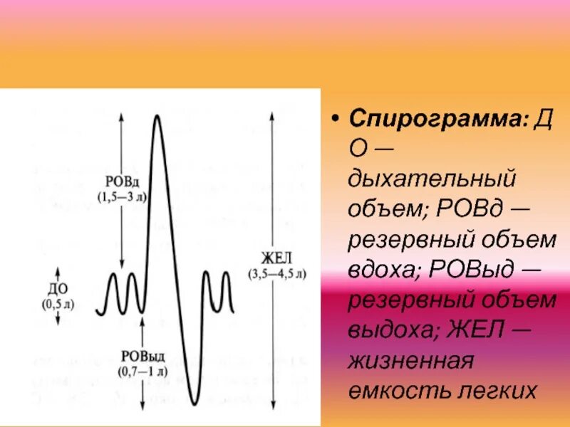 Спирограмма легких. Спирограмма выдоха физиология. спирограмма легких физиология. спирограмма дыхания физиология. показатели спирограммы физиология.