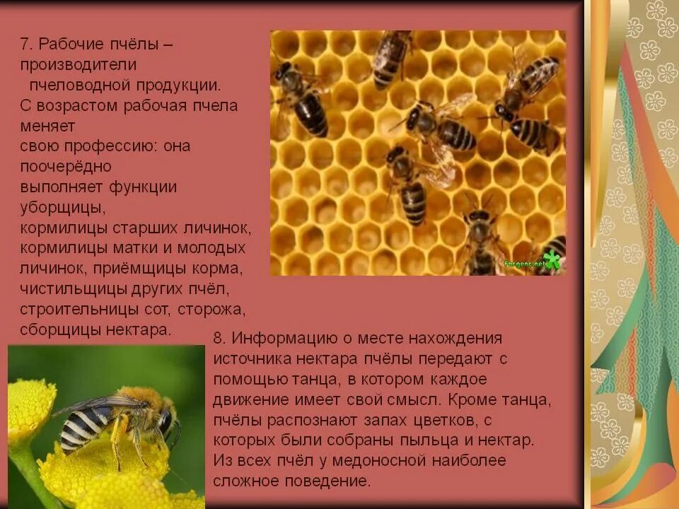 Интересное о пчелах для детей. Интересные факты о пчелах. Интересные факты о пчелах для дошкольников. Функции рабочей пчелы. Жизнь пчел рабочих