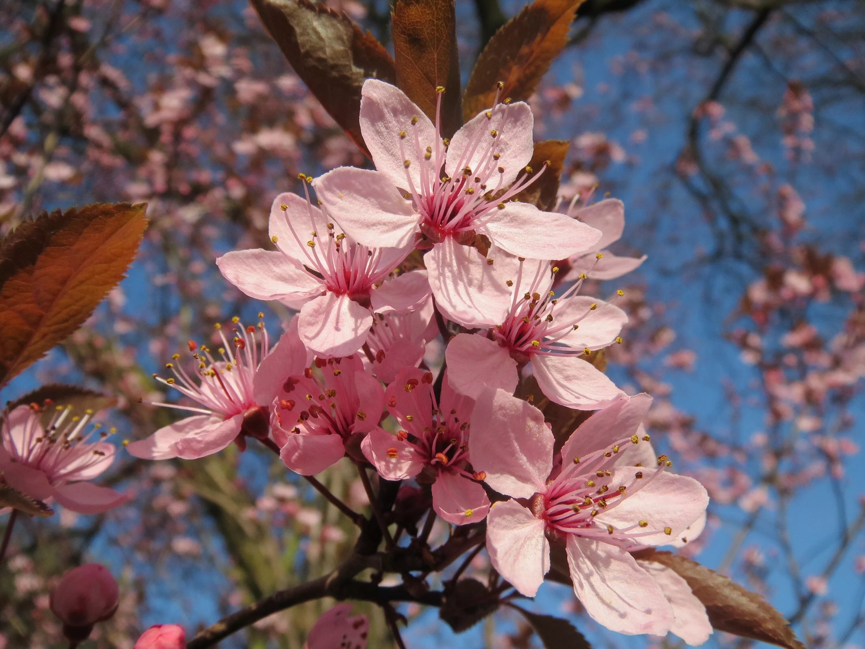 Как цветет слива. Прунус (Prunus). Prunus cerasifera 'nigra'. Prunus domestica дерево. Prunus cerasifera 'nigra' Blossom.