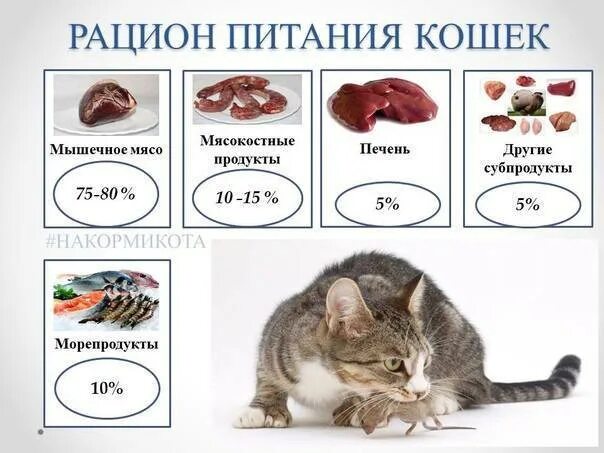 Можно ли кошкам крупы