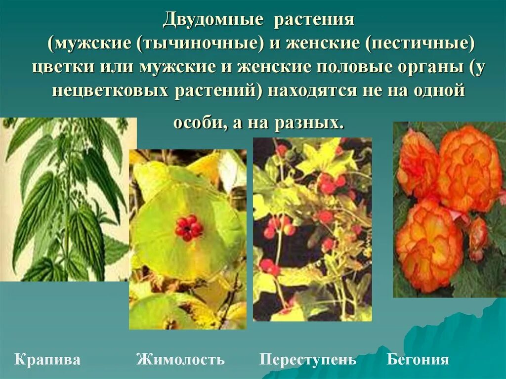 Двудомными называют растения у которых развиваются цветки. Двудомные растения. Женские и мужские цветки называются двудомное. Двудомные растения названия. Мужские и женские половые органы у растений.