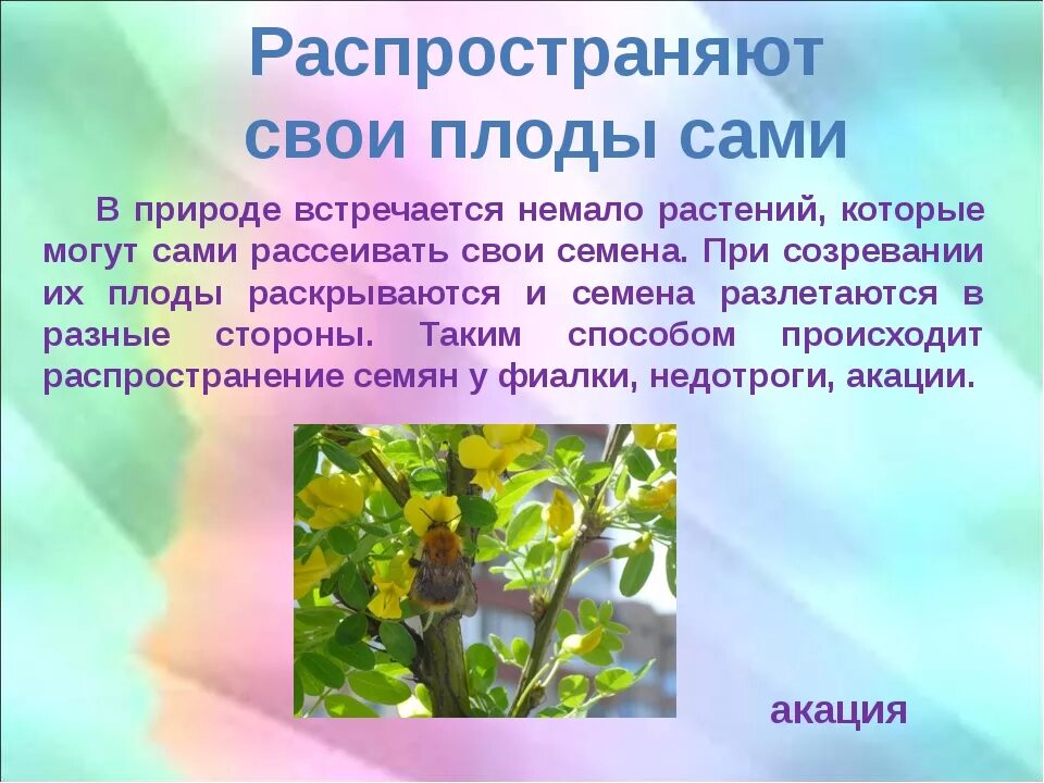 Распространение семян неживой природы. Саморазбрасывание семян. Саморазбрасывание семян примеры. Саморазбрасывание семян приспособление. Растения которые встречаются в природе.