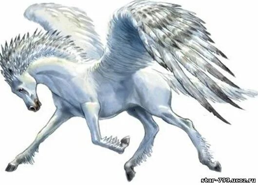 Крылья пегаса 3 4. Пегас. Пегас лошадь. Пегас картинки. Пегас, мифический конь.