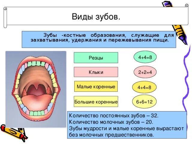 Функции зубов резцы клыки и коренные. Зубы строение и функции таблица. Зубы строение виды функции. Функции зубов у человека. Какую функцию выполняет зуб человека