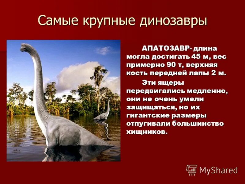 Жираф описание. Бронтозавр брахиозавр. Диплодок диплодок. Жирафовая газель геренук. Брахиозавр и диплодок.