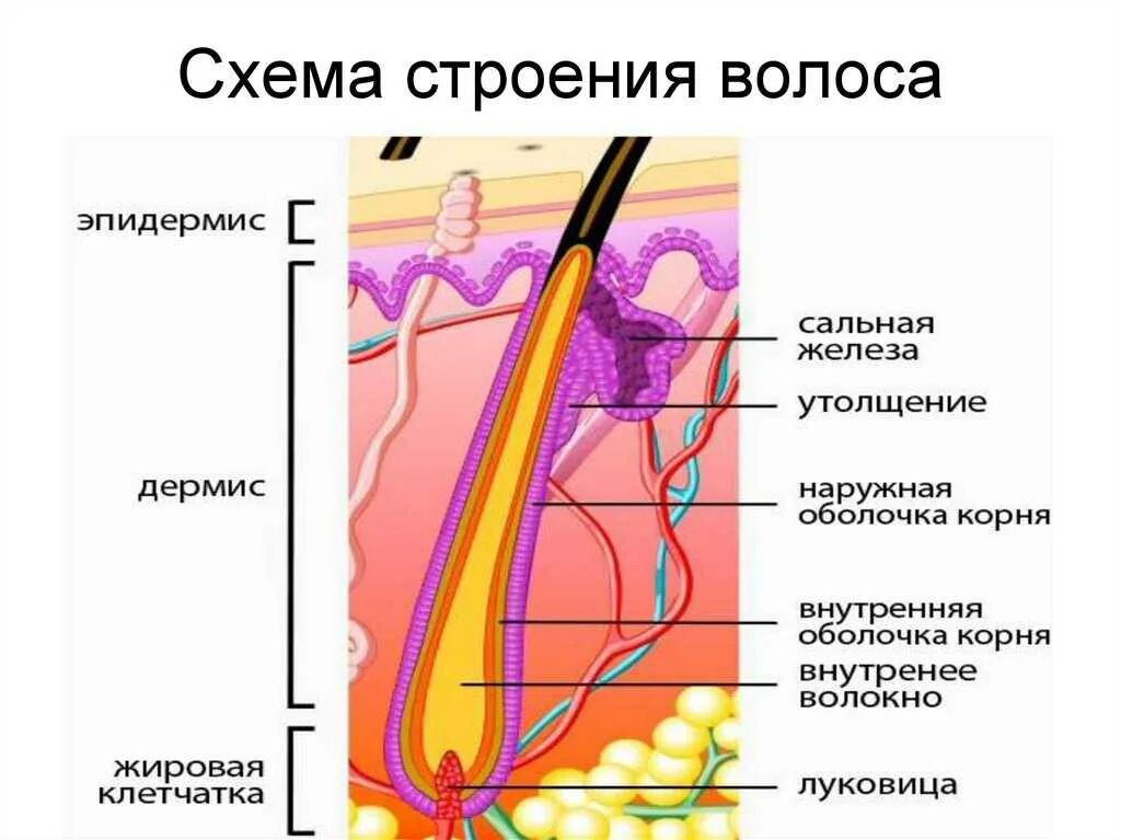 Строение волосяного фолликула схема. Строение волоса человека схема. Строение кожи и корня волос. Строение стержня волоса кратко.