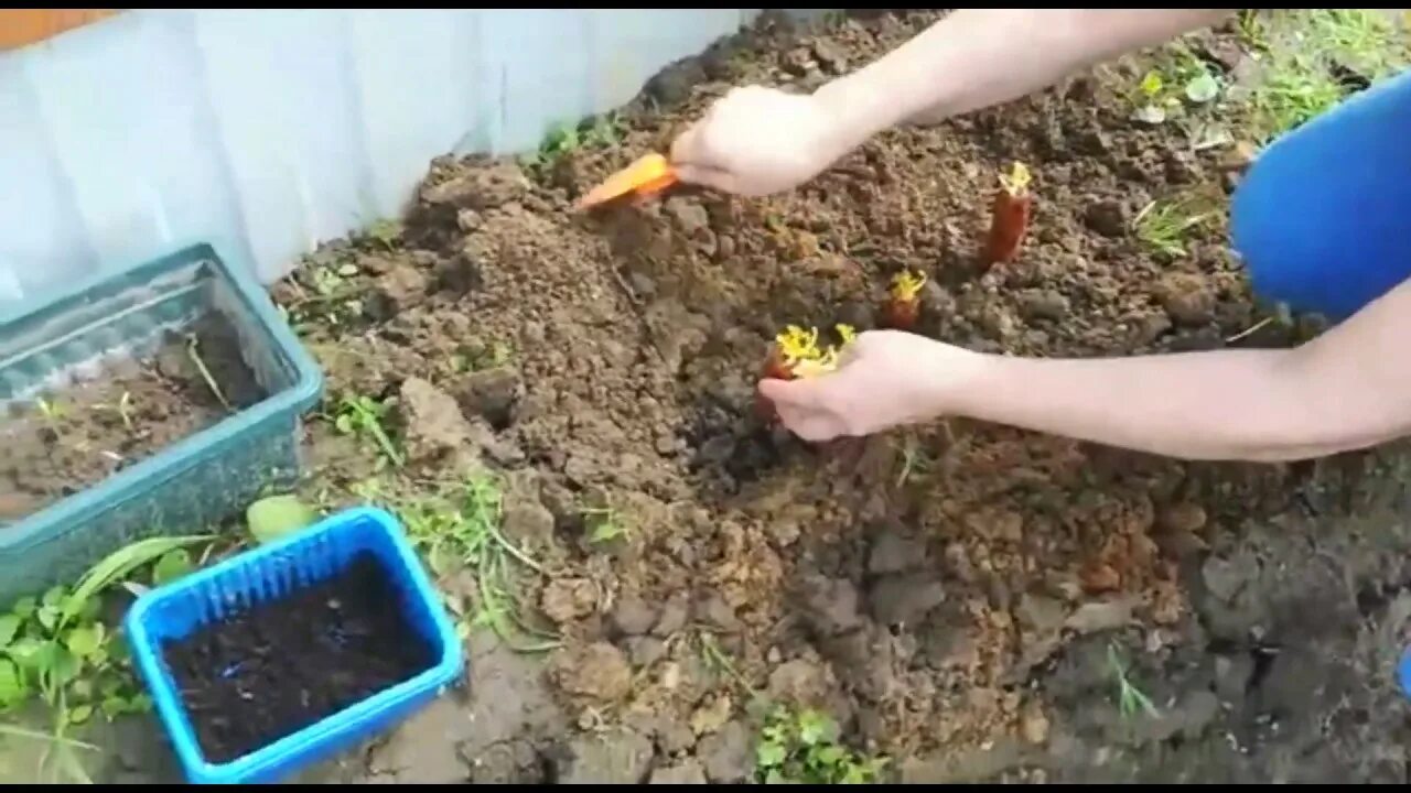 Как правильно посадить морковь видео. Что можно посадить на грядках в огороде. как сажают кукурузу в огороде. киви в огороде выращивание. как посадить морковь с удобрением и песком.