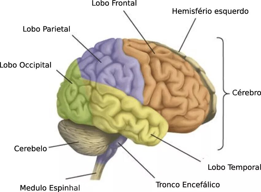 English brain. Части головного мозга. Строение мозга на английском. Головной мозг на англ. Головной мозг анатомия.