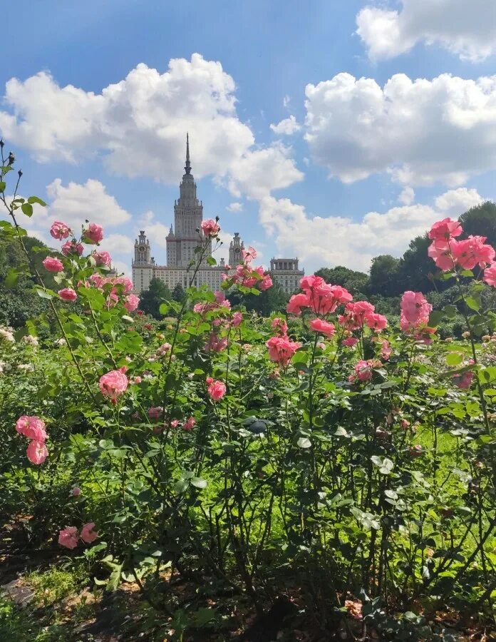 Ботанический сад биологического факультета МГУ. Розы ботсад МГУ. Ботанический сад МГУ Воробьевы горы. Ботанический сад МГУ розарий. Сад биологического факультета мгу