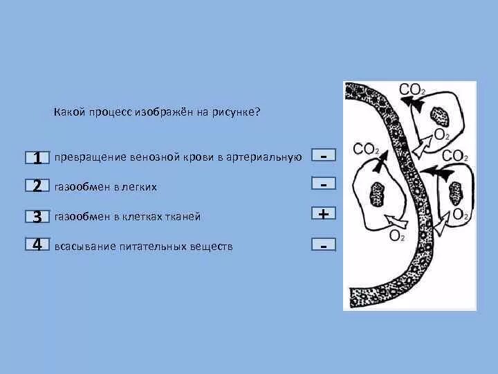 Схема какого природного процесса изображена на рисунке. Превращение венозной крови в артериальную. На рисунке изображён процесс. Процесс превращения венозной крови в артериальную рисунок. Какой процесс изображен на рисунке?.