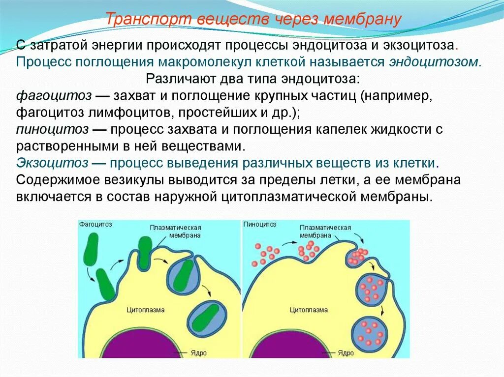 Фагоцитоз и эндоцитоз. Фагоцитоз пиноцитоз экзоцитоз. Схема эндоцитоза и экзоцитоза. Эндоцитоз и экзоцитоз схема.