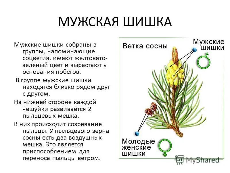 Лабораторная работа Голосеменные
