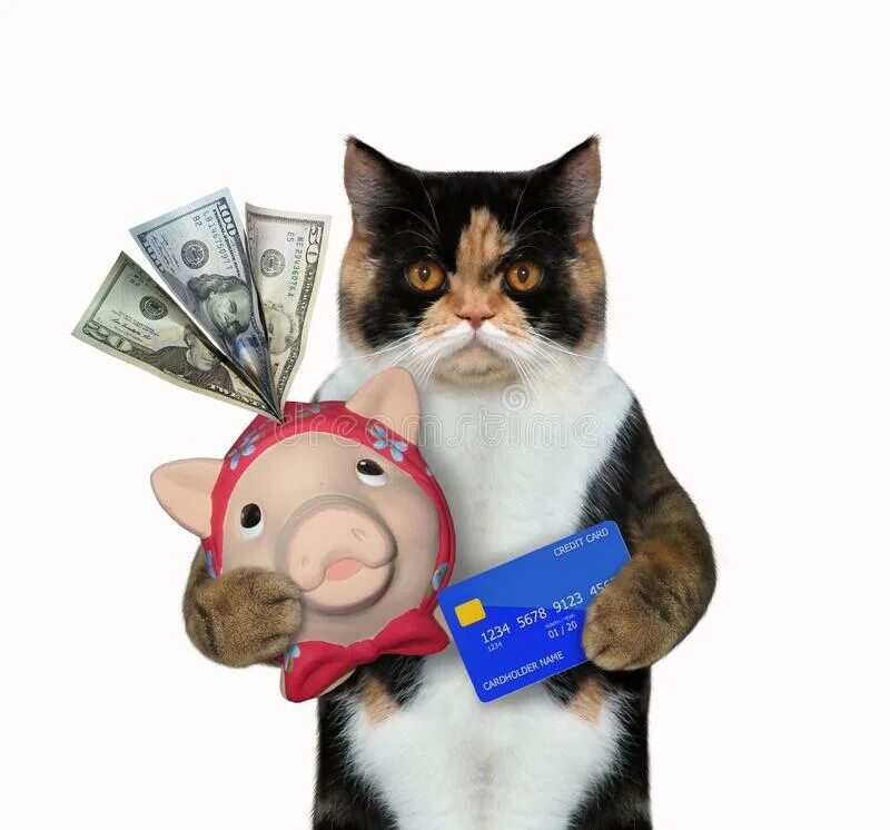 Cat bank. Кот банкир. Красивый кот банкир. Кошки банкиры фото.