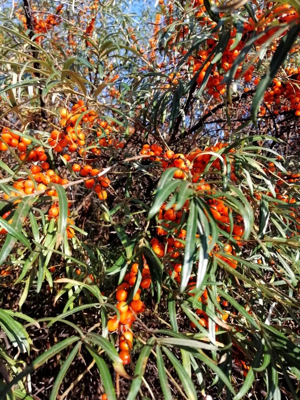 облепиха дикая лесная. облепиха дикорастущее растение. дикая облепиха в крыму. облепиха дичка. облепиха казанова.