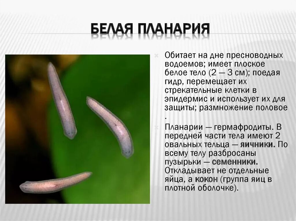 Плоские черви живу. Молочная планария среда обитания. Плоские черви планария. Белая планария паразит или нет. Среда обитания планарии.