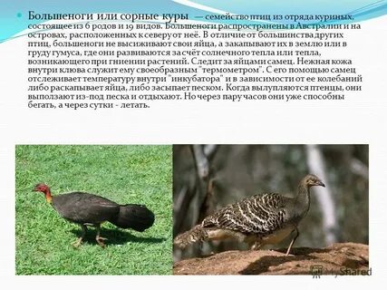 Куры синоним