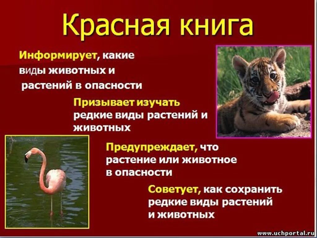 Рассказ о животных красной книги 2 класс. Животные из красной книги сообщение. Сообщение о растениях и животных красной книги 2 класс. Информация о животных занесенных в красную книгу