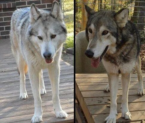 Хаски агути. Волк и собака отличия. Хаски от волка. Хаски и волк различия.