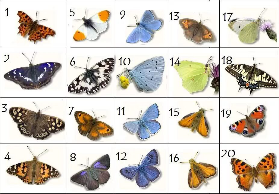 Бабочки и их названия. Разновидности бабочек. Подвиды бабочек. Виды бабочек с названиями. Сколько лет бабочке