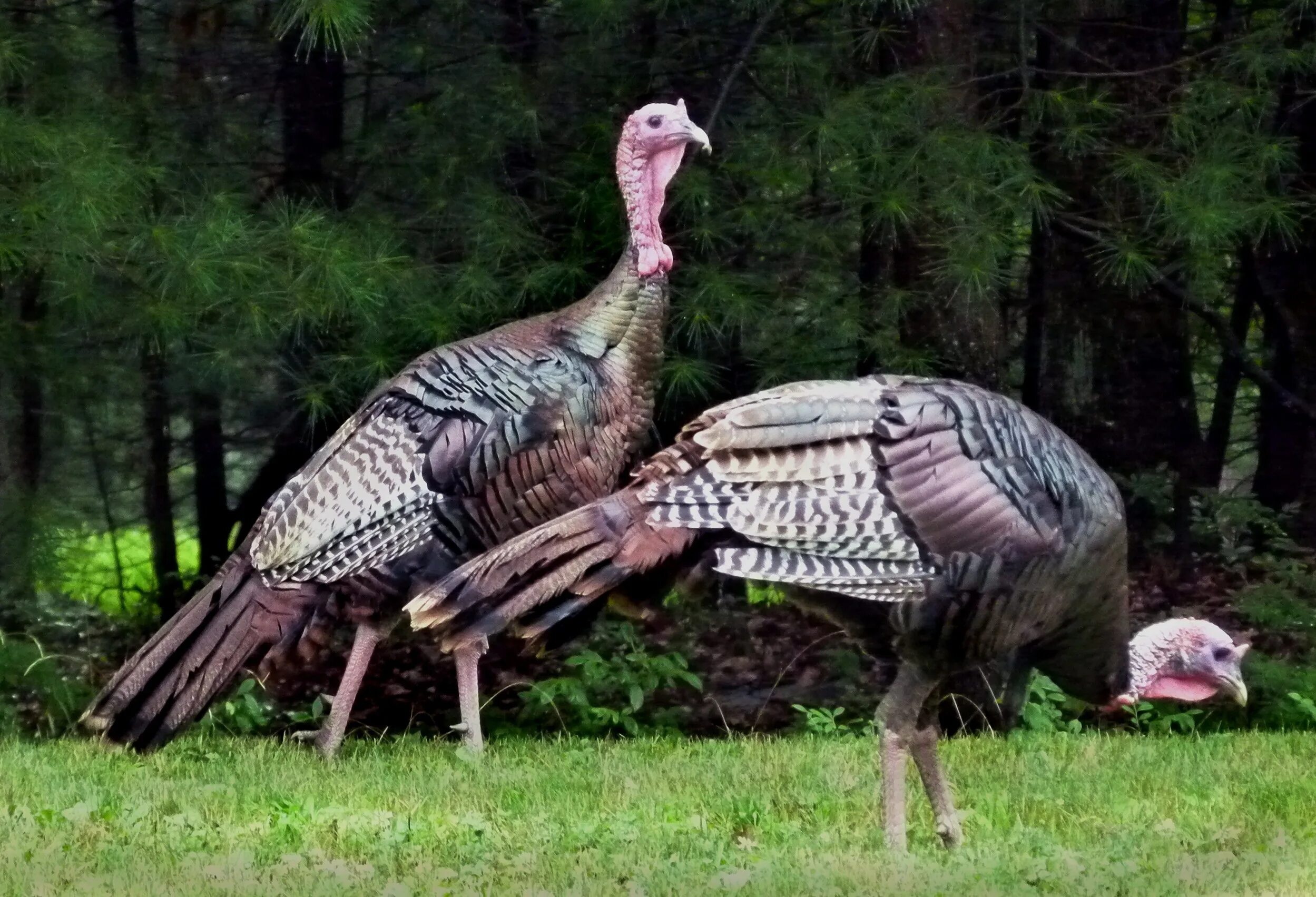 Turkey html. Wild Turkey индюк. Meleagris gallopavo. Дикие индюки Северной Америки. Глазчатая индейка.