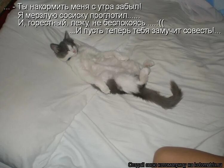 приютили накормили. подобрали обогрели накормили. бездомные животные. общество защиты животных в снежинске. приютили накормили.