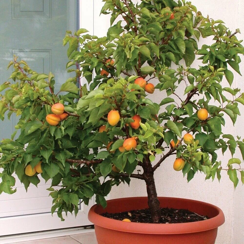 Можно ли посадить абрикос. Абрикос патио априголд. Дерево нектарин бонсай. Дерево нектарина ,абрикоса. Карликовый нектарин.