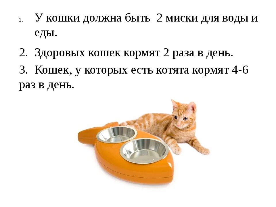 Кот не есть как кормить. Уход за кошкой. как нужно ухаживать за кошкой. инструкция ухода за котом. правила ухода за кошками.