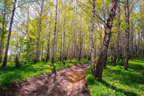В этой роще березовой слушать