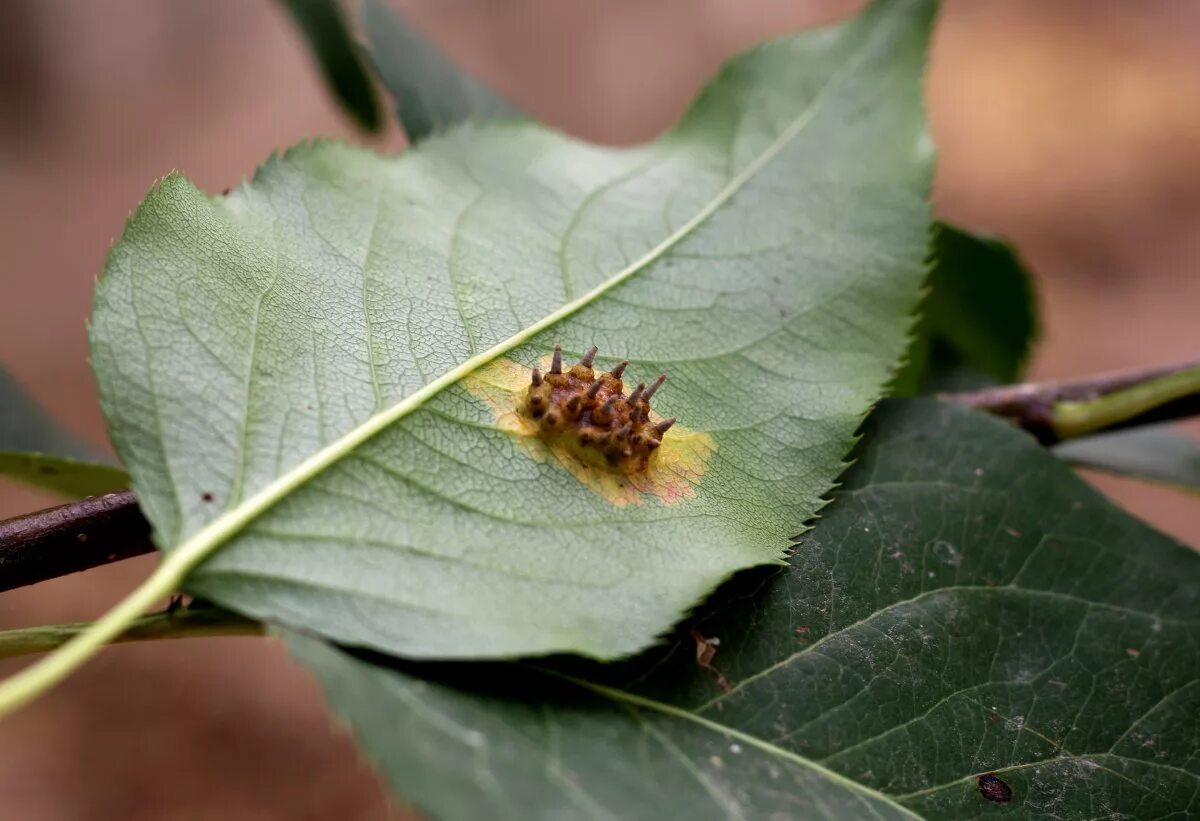 Why do leaves turn black on a pear and what to do?