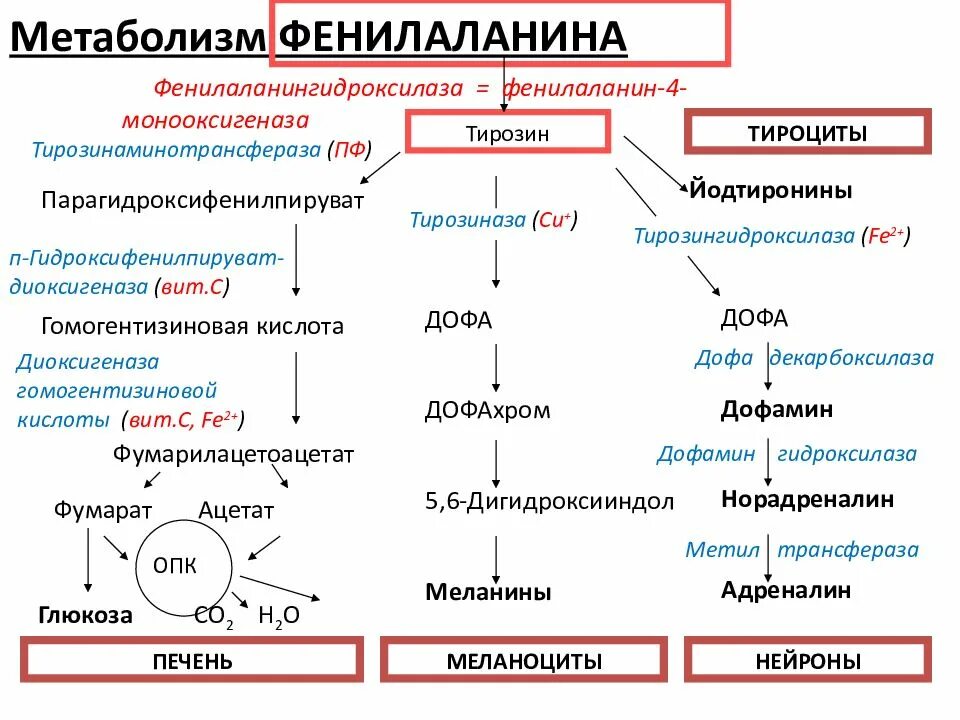 Фенилаланин биохимия. Схема превращения фенилаланина и тирозина. Превращение фенилаланина в тирозин. Схема превращения фенилаланина. Синтез фенилаланина.