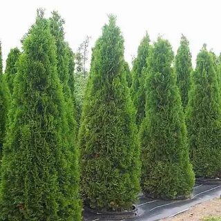 Thuja occidentalis smaragd