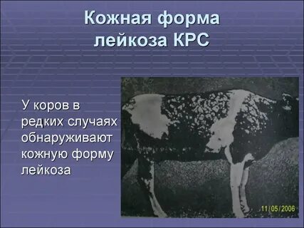 Лейкоз животных