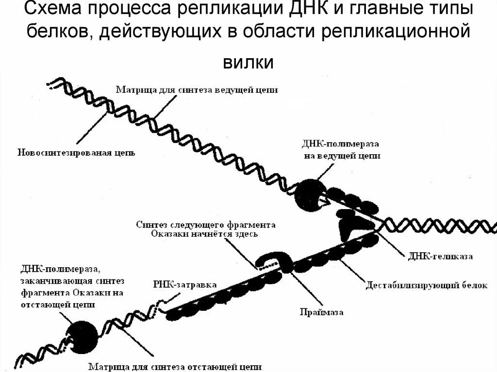 Фермент вилка. Этапы репликации ДНК схема. Схема репликации ДНК Репликационные вилки. Схема репликации биохимия. Схема процесса репликации.