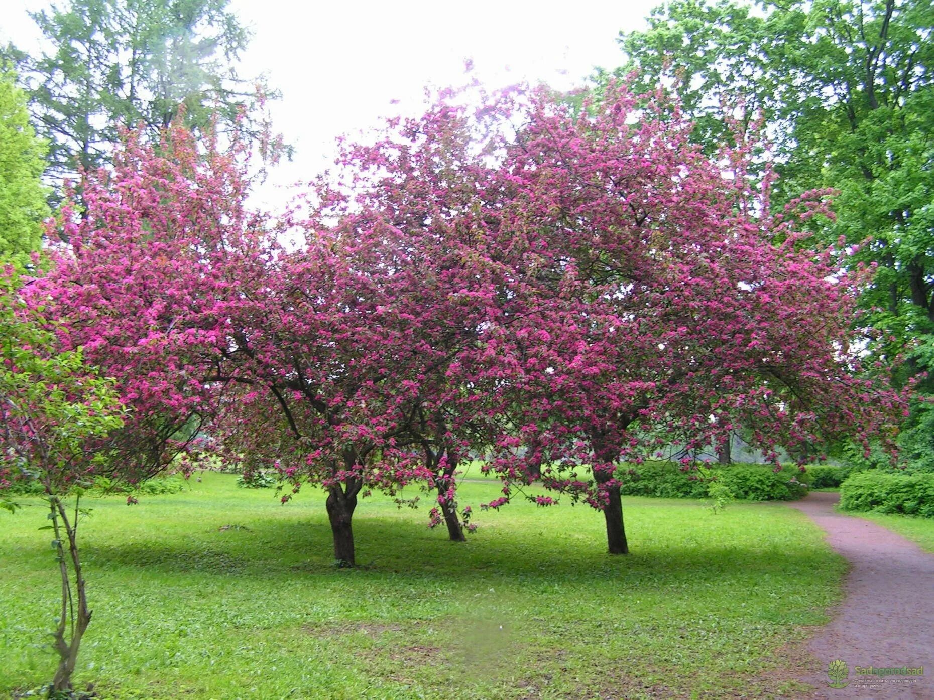 Яблоня краснолистная Недзвецкого. Яблоня Недзвецкого Malus niedzwetzkyana. Яблоня Сиверса краснолистная. Яблоня гибридная Недзвецкого. Купить розовую яблоню