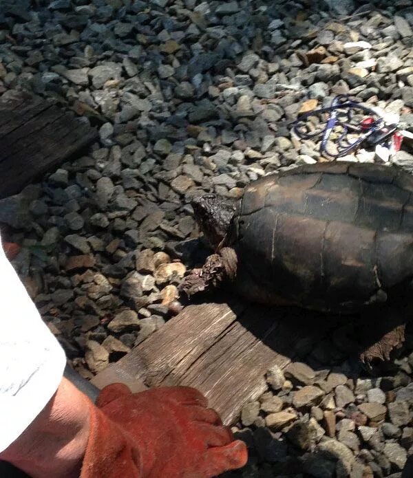 Акула спасла черепаху. Спасение черепах в Коста Рике. Черепаший источник.