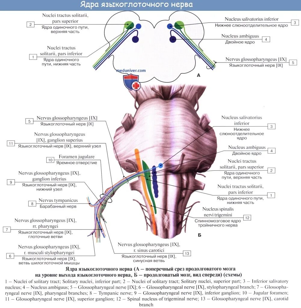 Ix черепного нерва. Ядра 9 нерва. 9 Пара ЧМН языкоглоточный нерв. Ядро 9 пары черепно мозговых нервов. 9 Пара черепных нервов ветви.