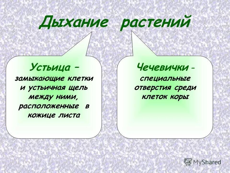 Что дышит у растений. Дыхание растений. Виды дыхания растений. Дыхание растений презентация. Интересные факты о дыхании растений.