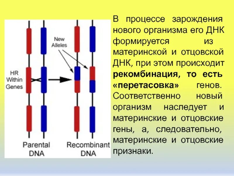 Рекомбинация наследственного материала в генотипе. Процесс рекомбинации. Происходит рекомбинация генов. Схема перестройки генов кодирующих b клеточный рецептор. Происходит рекомбинация генов.