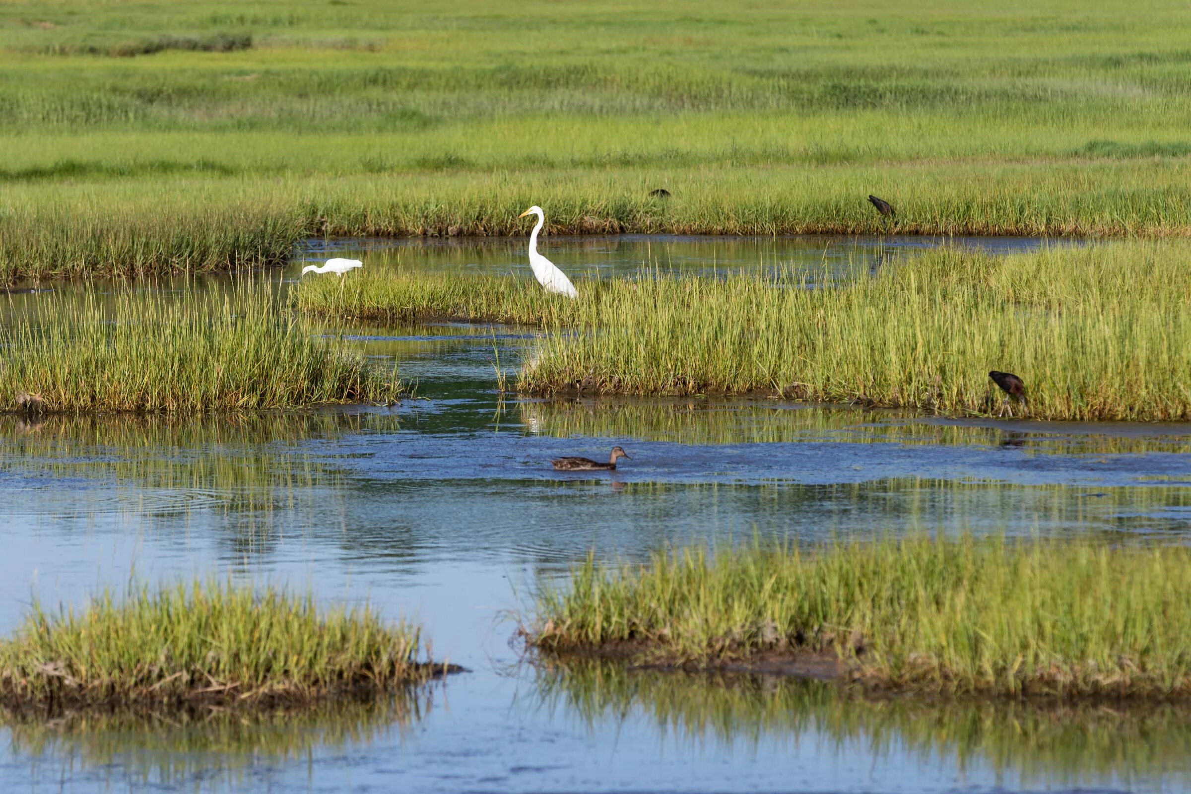 Болото веретьевские мхи. Болотный бочаг. Болота разнообразия. Болота разнообразия. Болото вид экосистемы.