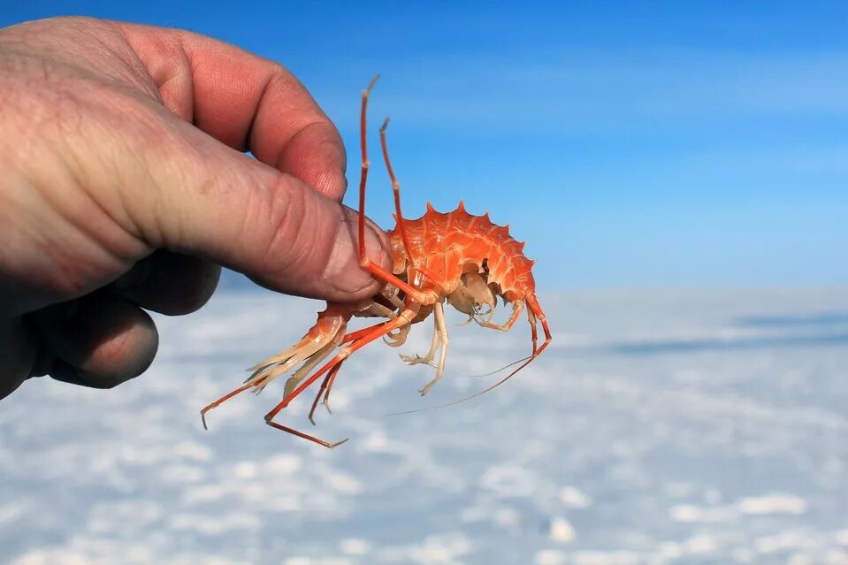 Какие рачки