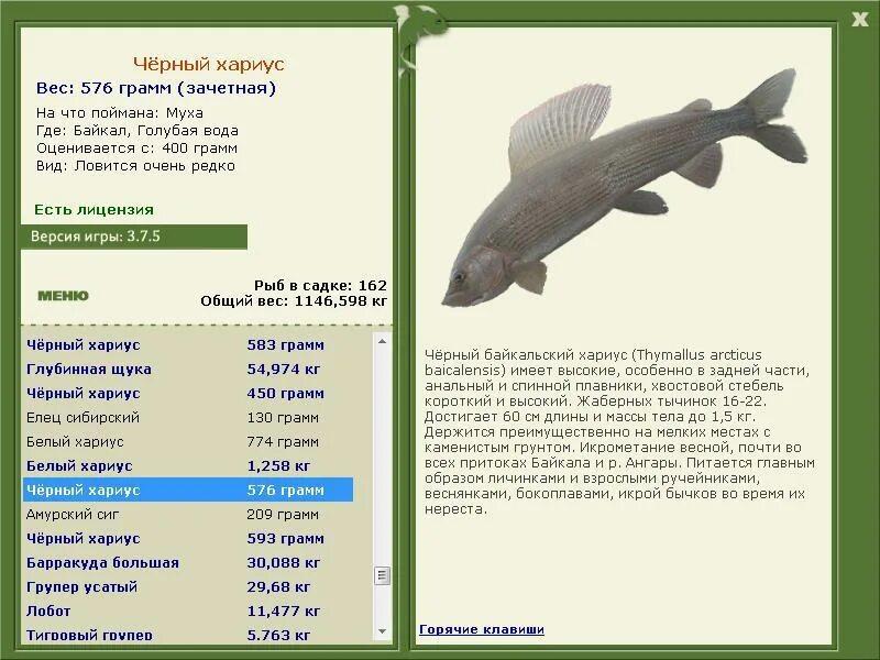 черный байкальский хариус реальная рыбалка. таймень реальная рыбалка. хариус вес рыбы. классификация байкальского омуля. хариус максимальный вес.