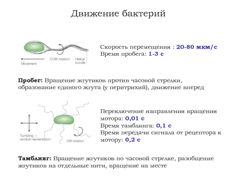 Передвижение бактерий. Органы движения бактерий микробиология. Движение бактерий кратко. Способы движения бактерий микробиология. Способы передвижения бактерий микробиология.