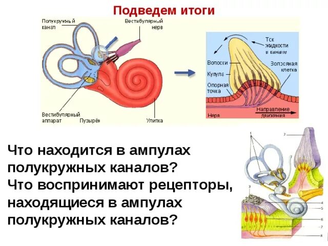 Рецепторы полукружных каналов реагируют на. Рецепторы ампул полукружных каналов. Строение ампулы полукружного канала. Строение слухового анализатора 8 класс.