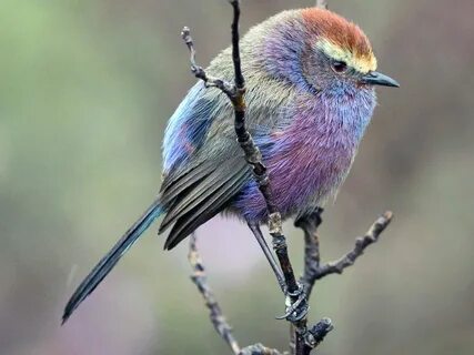 Meet the white-browed tit-warbler, the bird with a beautiful rainbow colori...